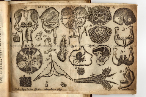The Elephant of Dundee, parts, as engraved by Gilbert Orum The Elephant of Dundee, parts, as engraved by Gilbert Orum