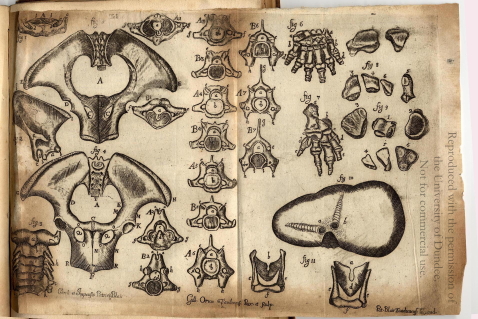 The Elephant of Dundee, more parts, as engraved by Gilbert Orum